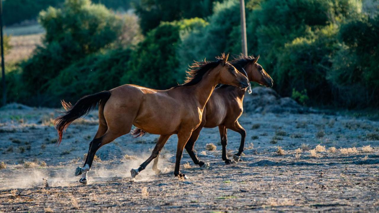 Agriturismo Carrucana Martis Dış mekan fotoğraf
