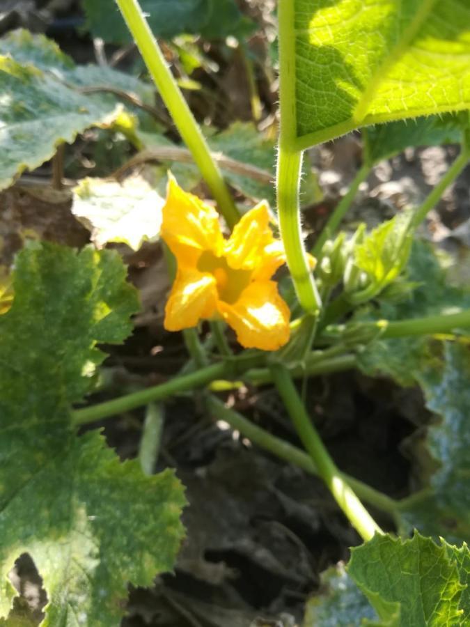 Agriturismo Carrucana Martis Dış mekan fotoğraf
